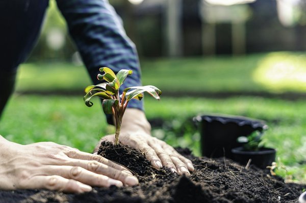 Comment participer à un programme de reforestation en Thaïlande?